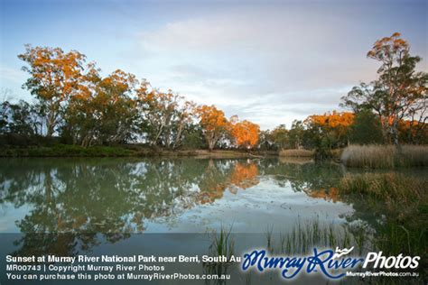 Sunset At Murray River National Park Near Berri South Australia