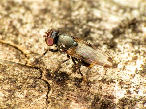 Ulidiid Fly Euxesta Notata Idylwild Wildlife Management A Flickr