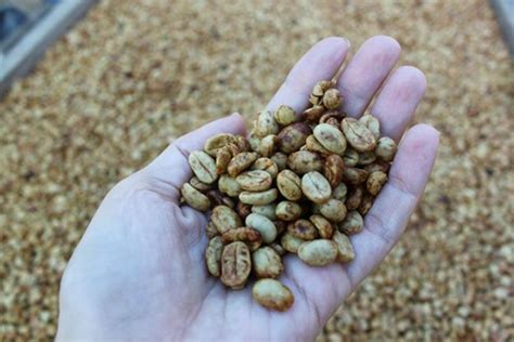 After a few weeks the taste definitely starts to dissipate and stale. Honey processed coffee. After the pulp is removed, the coffee is left to dry with the sweet ...