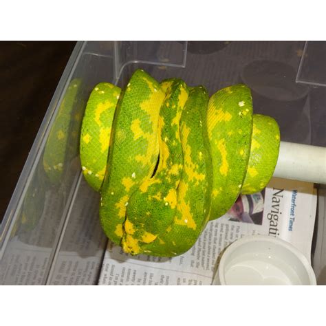 Green Tree Python Biak Baby To Juvenile Strictly Reptiles Inc