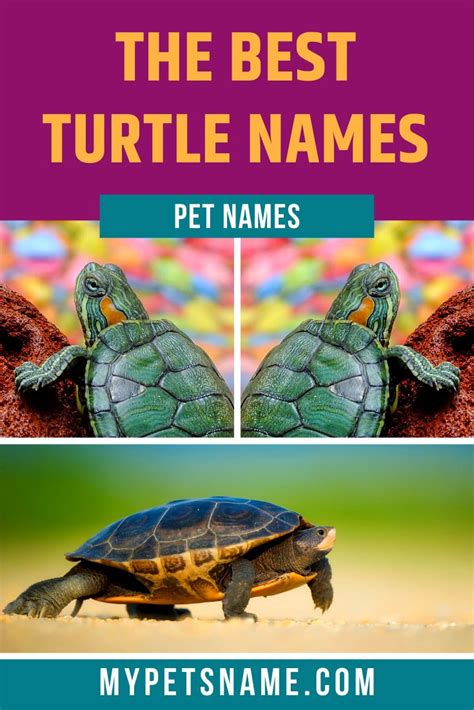 Best Turtle Names Turtle Names Pet Turtle Cool Pet Names