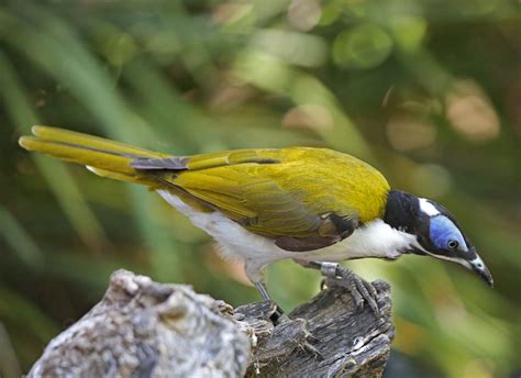 Pictures And Information On Blue Faced Honeyeater