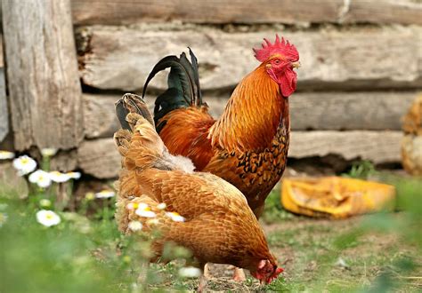 brown rooster hen standing ground daytime cock chicken piqsels