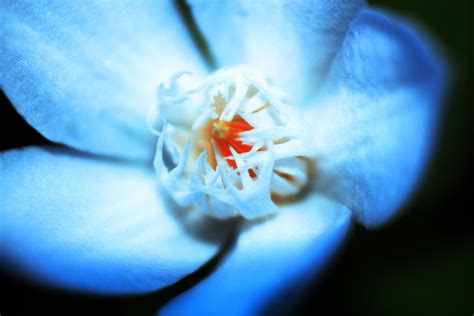 Blue Single Flower Free Stock Photo Public Domain Pictures