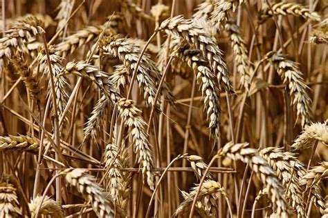 Grain Harvest Aesthetic Grains Wheat Fine Art Landscape