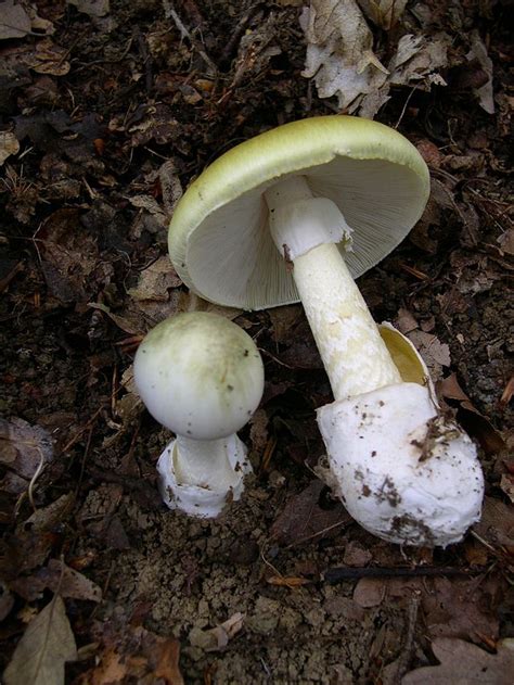Beware Of Poisonous Wild Mushrooms Public Heath Office Warns