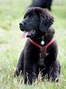 Dog Newfoundland Puppy Cute Free Stock Photo - Public Domain Pictures