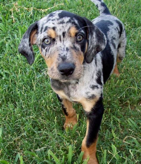 Catahoula Leopard Dog Breed Information And Pictures Petguide