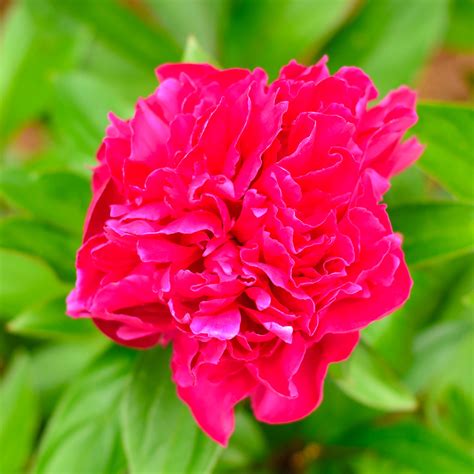 Deep Pink Peony 05 10 13 I Love How Brightness And Vibranc Flickr