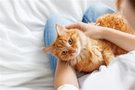 12 most affectionate cuddly cats reader s digest