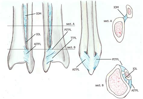 Distal Tibiofibular Joint