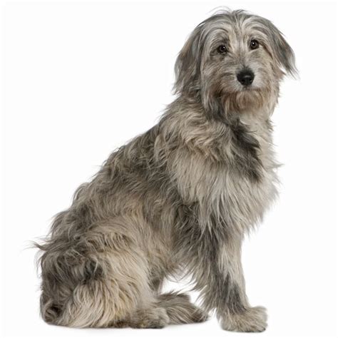 The Pyrenean Sheepdog Comes In Two Varieties Smooth