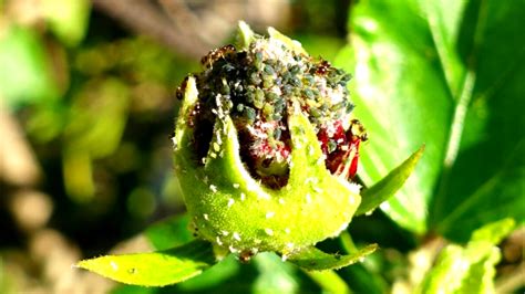 5 Ways On How To Get Rid Of Aphids On Hibiscus And Prevent Them Get Rid