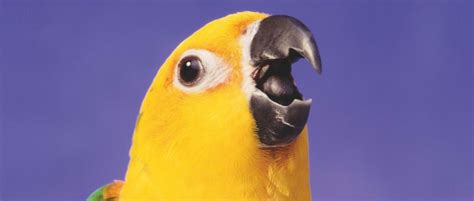How Do Parrots Talk Bbc Science Focus Magazine