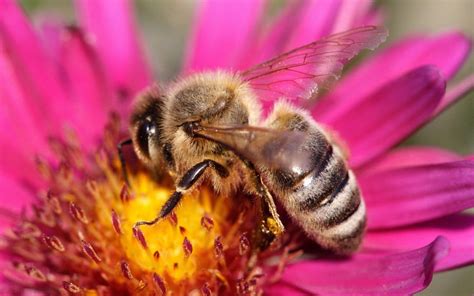 They collect nectar from flowers. Pollinators in Peril