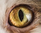 These Closeup Portraits Of Cat Eyes Are Kitty Lover Kryptonite ...