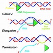 Transcription of DNA - Stages - Processing - TeachMePhysiology