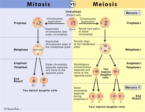 Meiosis Vs Mitosis Bioninja From Bacteria To Plants Mitosis Vs Meiosis The Best Porn Website