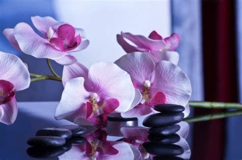 Zen Massage Spa Images Photos Gratuites Et Libres De Droits Bibliothèque Banque D Images
