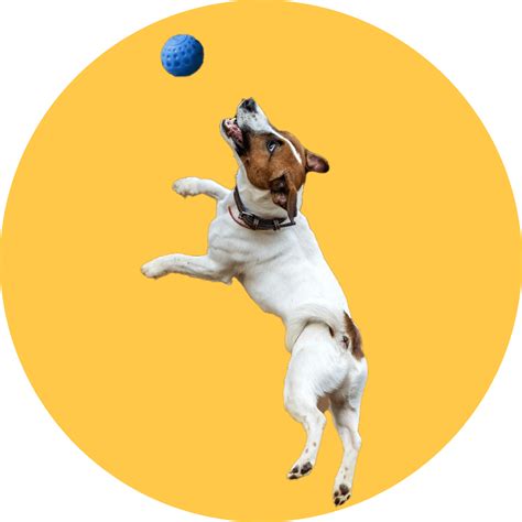 Dog Training - SuperHoomans