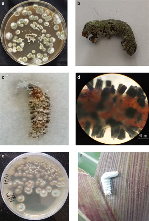 4 A Entomopathogenic Fungi Metarhizium Anisopliae Grown On Potato