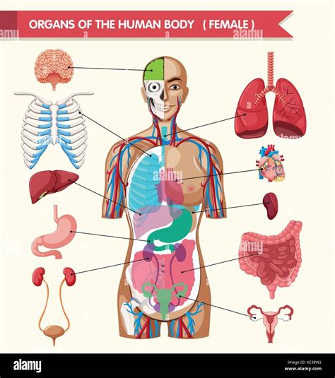 Human Body Diagram Hi Res Stock Photography And Images Alamy