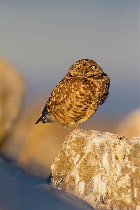Burrowing Owl Athene Cunicularia Photograph By Larry Ditto Fine Art