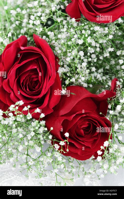 Red Roses And Babys Breath Stock Photo Alamy