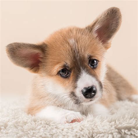 The majority of these dogs are two years of age or older. Washington DC Pembroke Welsh Corgi Puppies For Sale