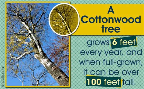 Facts About Cottonwood Trees Cottonwood Tree Growing Tree