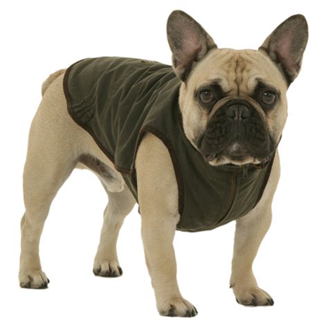 During their time in foster care, we evaluate their personalities and temperaments. Windsor Jacket for French Bulldog - Dogissimo