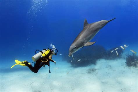 Bahamas Diving And Snorkeling Reviews Us News Travel