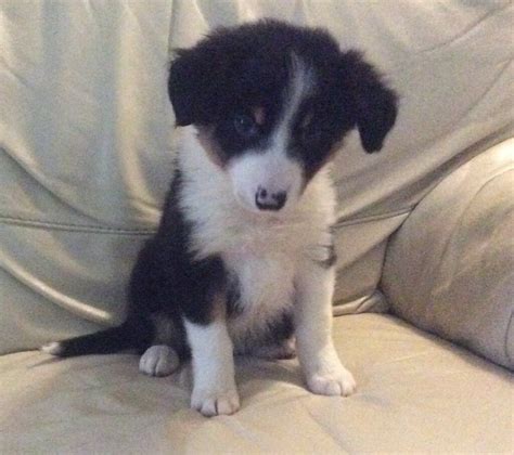 Check spelling or type a new query. Border collie puppies | in Orpington, London | Gumtree