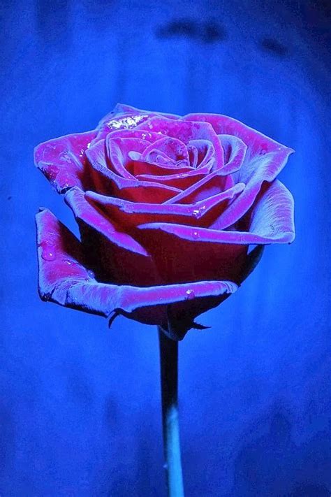 Purple Aesthetic Rose Ideas Mdqahtani