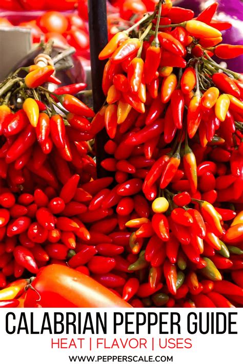 Calabrian Pepper Guide Heat Flavor Uses Pepperscale