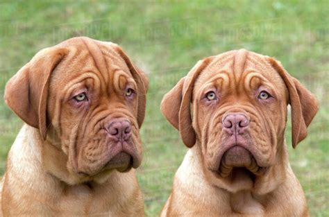 Dogue De Bordeaux Puppies At 12 Weeks Stock Photo Dissolve