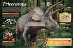 Infografía Triceratops | Infographics90
