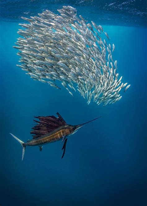 Sailfish Hunting Nature Wildlife Underwater Photography By Adriana