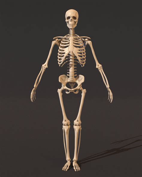 Skeleton 3d Model Poseable