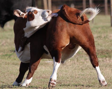 Cow Butt Shot Dennis Adair Flickr