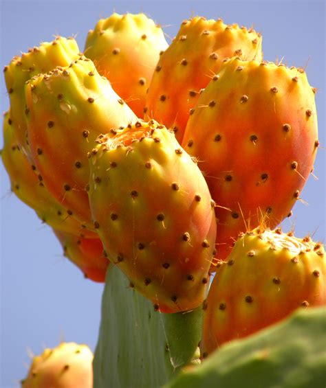 Cactus Fruits Fs36f2008281fecactus