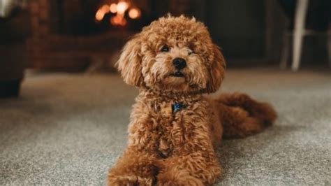 120 Popular Cute And Unique Female Poodle Names Youll Love