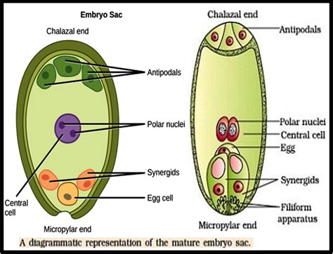 In plants the flowers use meiosis to produce haploid generations which generate gametes all the way. Biology THE PISTIL, OVULE AND EMBRYO SAC
