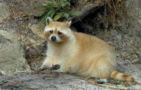 The Rare Elusive Albino Trash Panda Aww