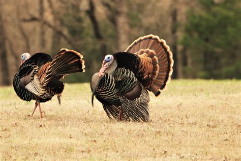 Two Tom Turkey In Field Free Stock Photo Public Domain Pictures