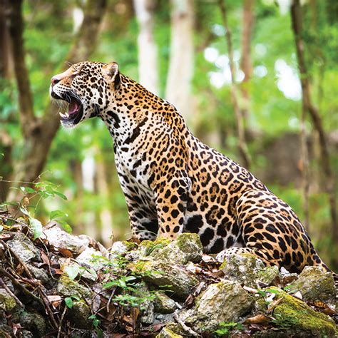 Jaguar Mexicano Una Especie En Peligro De Extinción