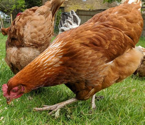 Red Sex Linked Chickens And How To Breed Them Cluckin