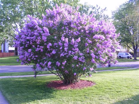 Lilac Tree Flickr Photo Sharing