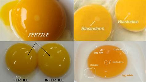 Fertile And Infertile Eggs — Types Of Chicken