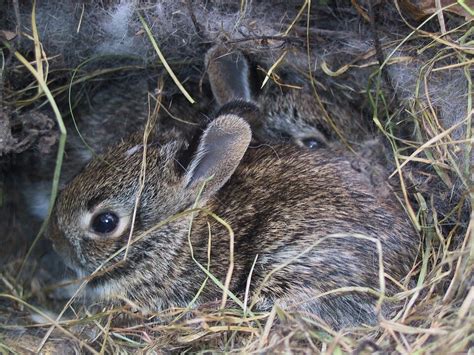 Springtime Babies Rabbits — Porter County Parks And Recreation